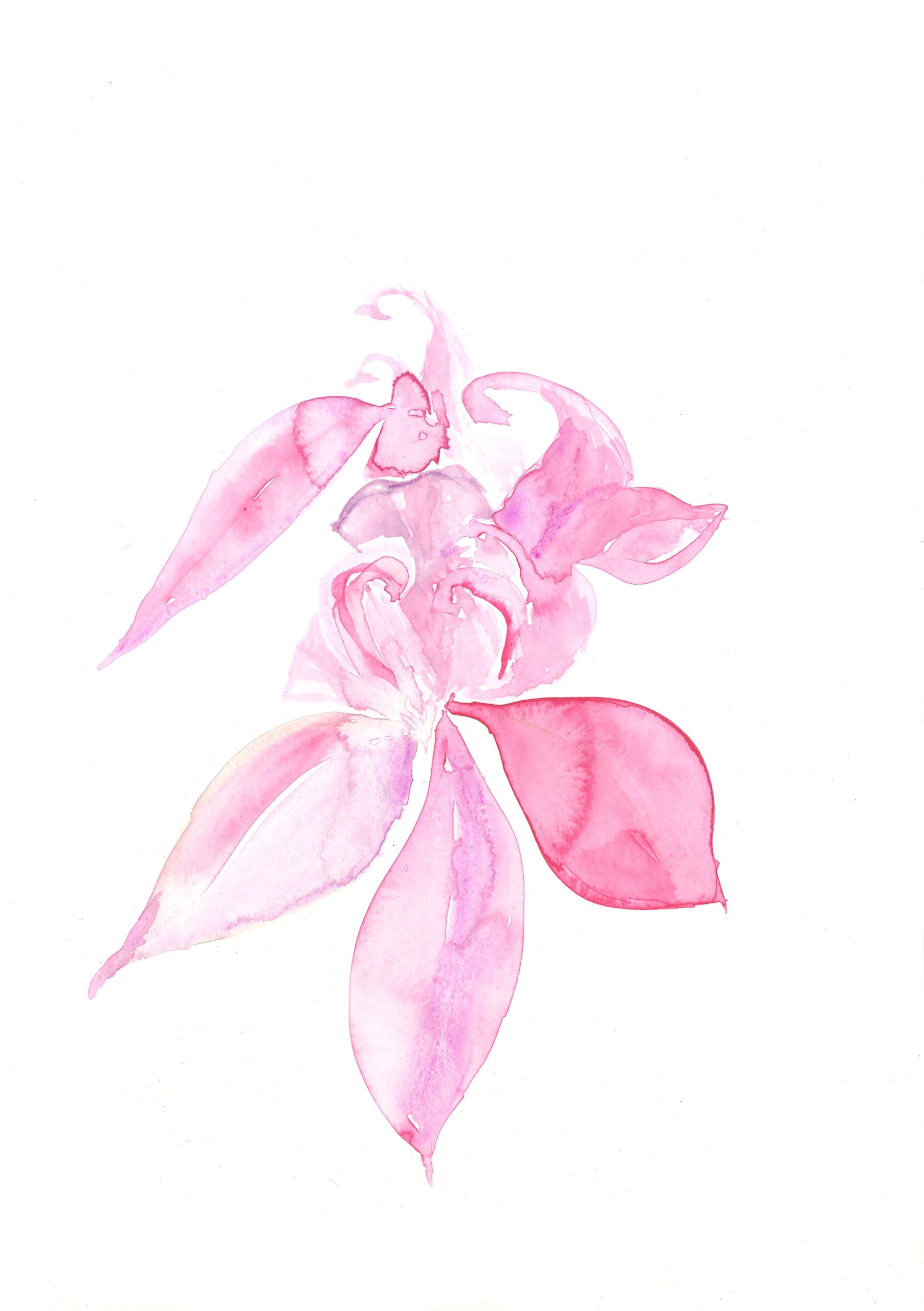 rosa akleja i akvarell